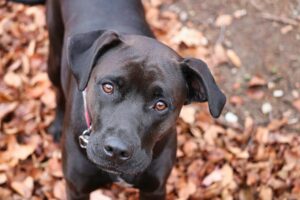 Bert is a black Lab-mix who helps his owner Hunter Payton in "Appalachian Abduction."